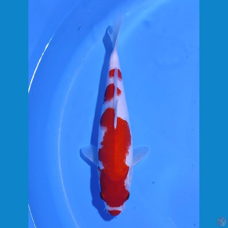 KOHAKU KUCIBENI - 28CM - MALE
