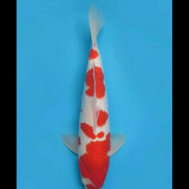 42cm Male - Red Kohaku Calon Jumbo
