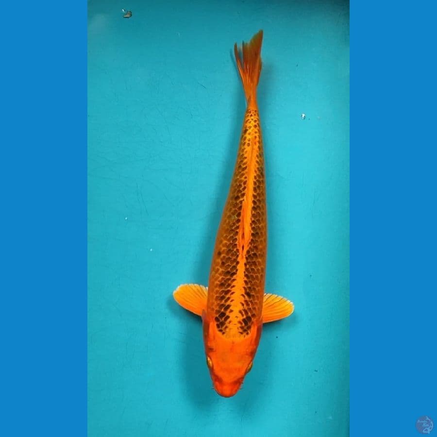 MATSUBA 30CM FM
