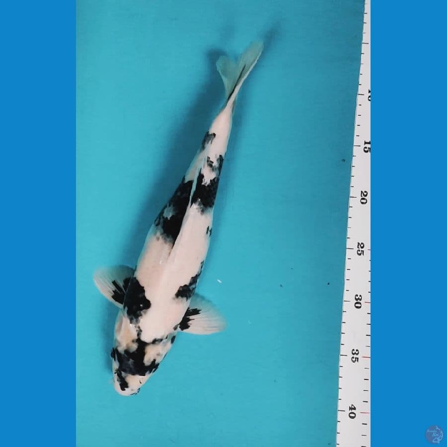 SHIRO 32CM MALE