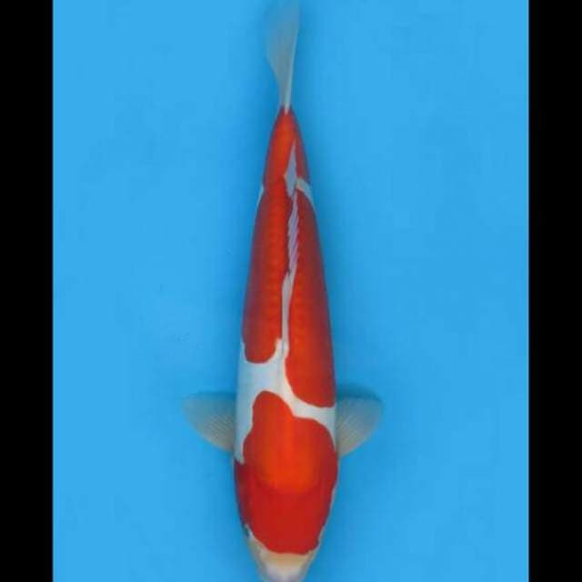 46cm Female - F1 Kohaku Doitsu Murni