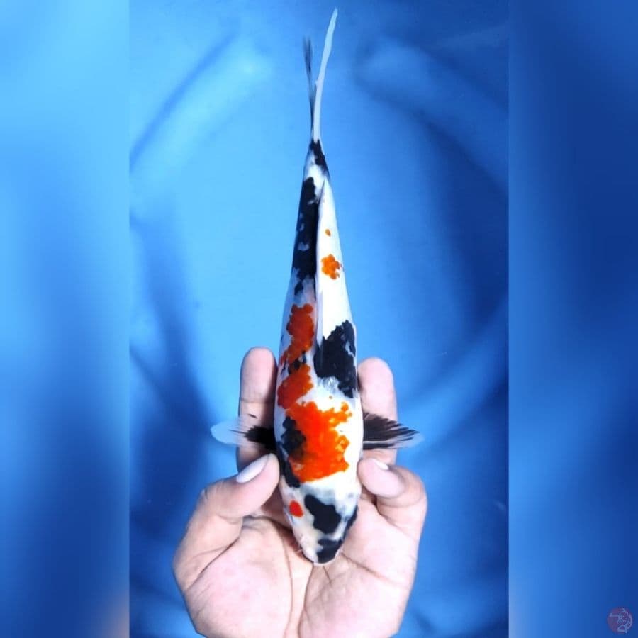 KINDAI SHOWA # 24CM - F
