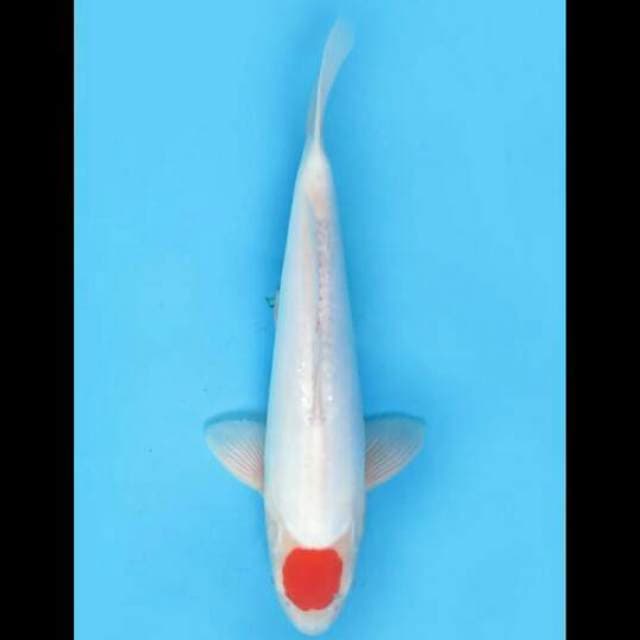 38cm Male - Tancho Doitsu Bersih Original