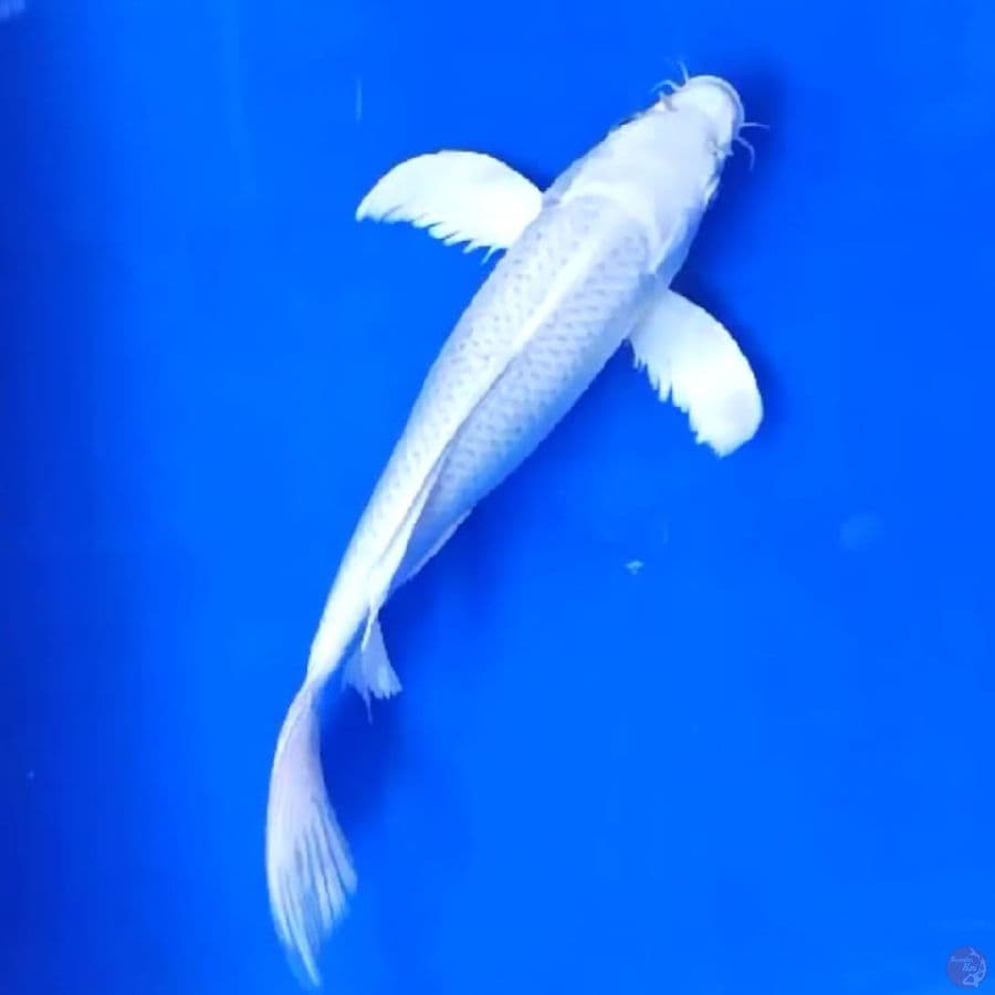 KUMPAY PLATINUM # 24CM - M