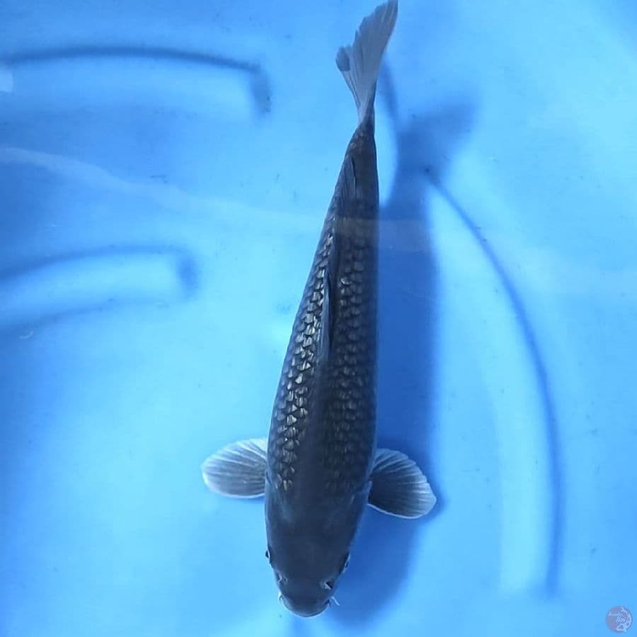 BLACK DIAMOND GINRIN # 40CM - M