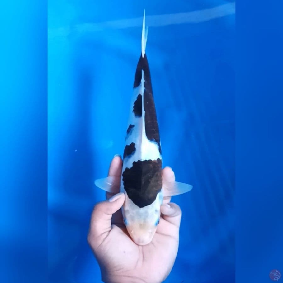 BUDO GOROMO # 31CM - F