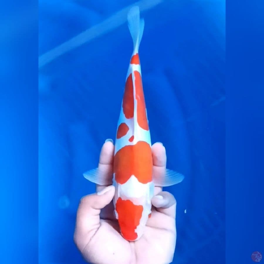 DOITSU MURNI # 27CM - M