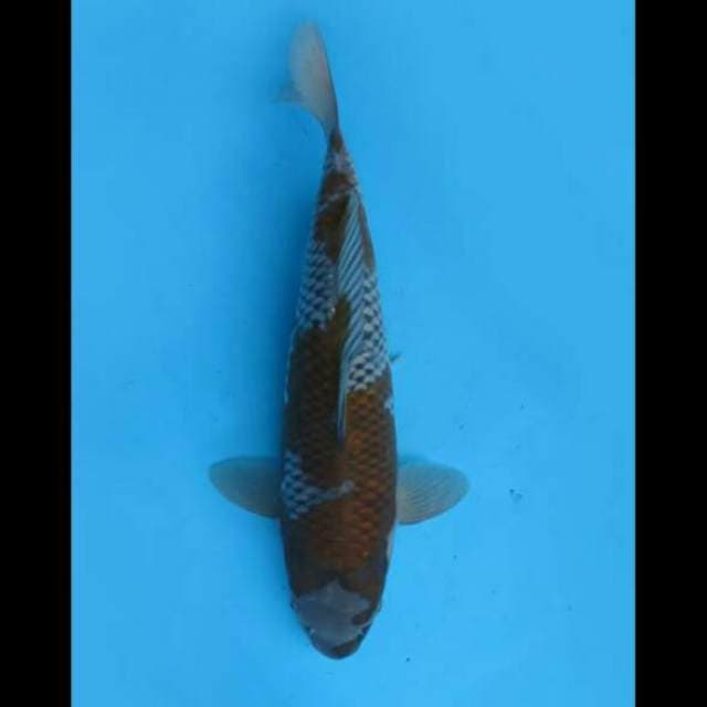 39cm Female - Ochiba Show Quality