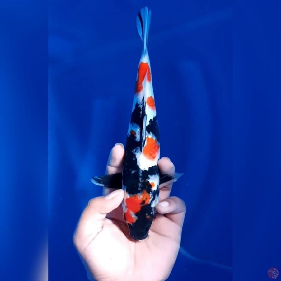 SHOWA SHANSOKU # 26CM - F