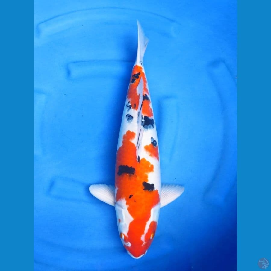 50cm - Jumbo Male Evo