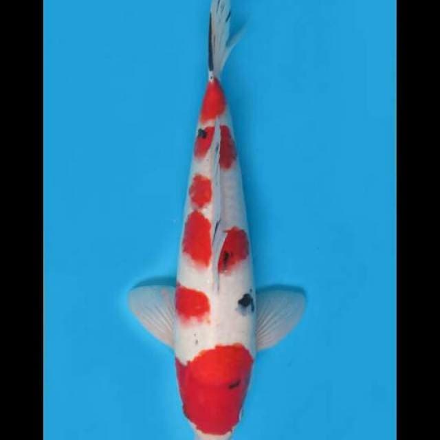 40cm Male - F1 Red Sanke Sakura