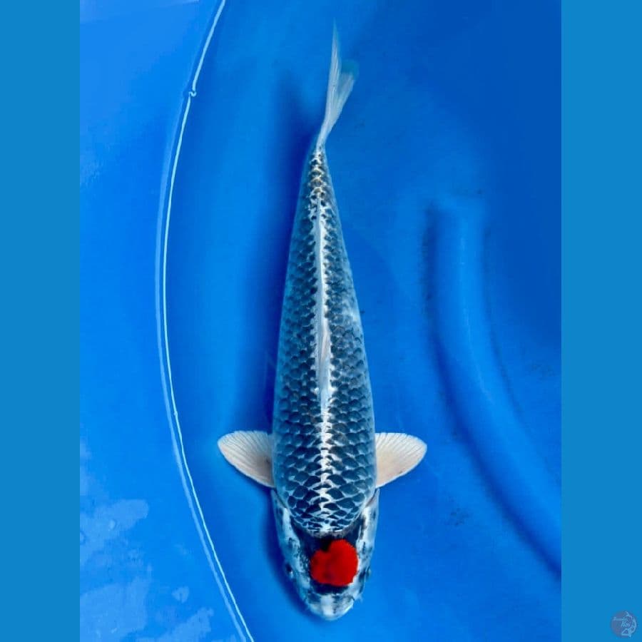 tc gosiki 42cm
