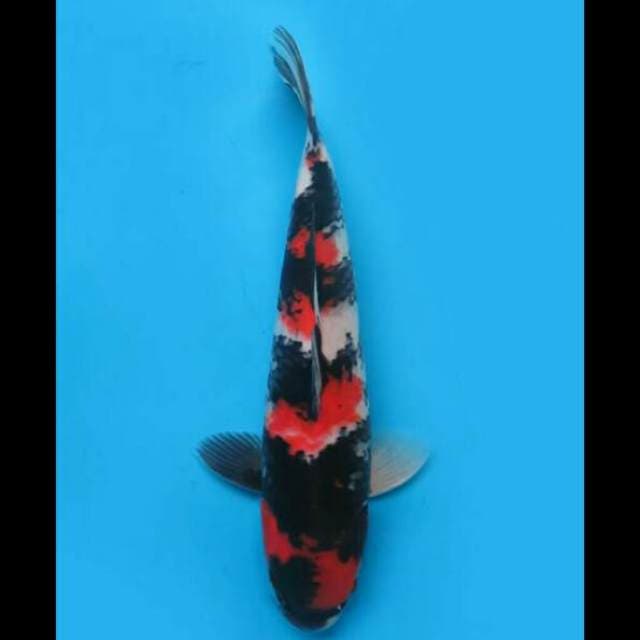 34cm Male - Red Showa Sanshoku Ori