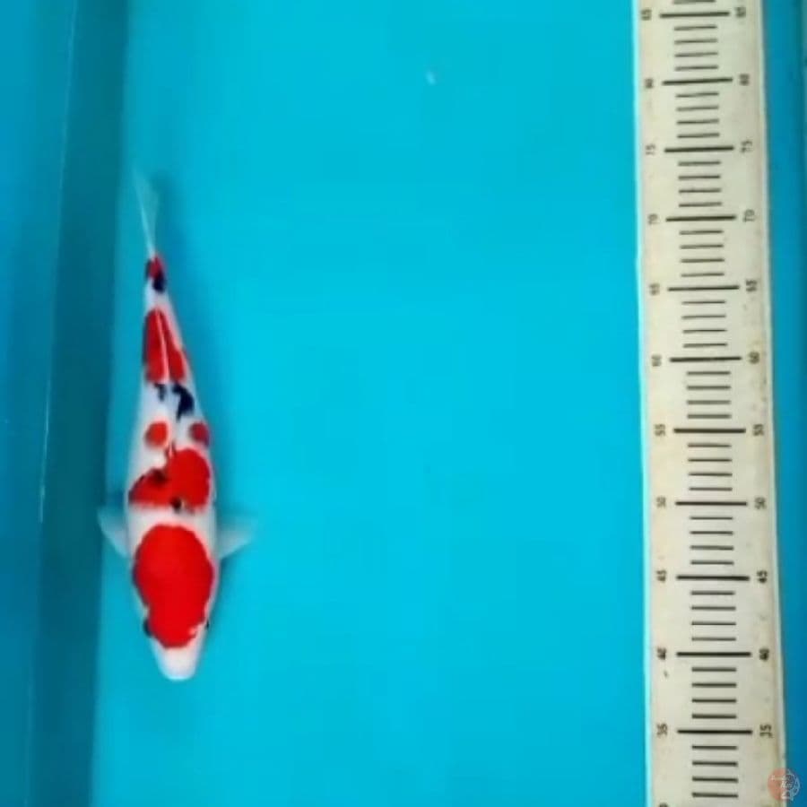 Samke 36cm