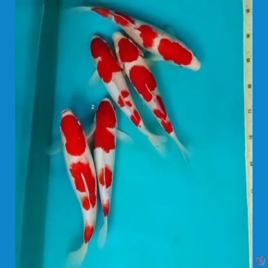 Kohaku 28cm-31cm