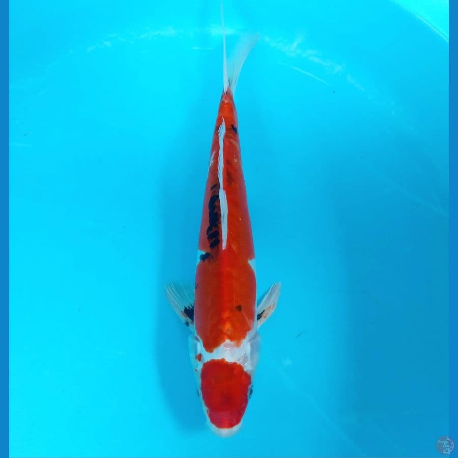 MARUTEN BENI KUMON MALE 32CM