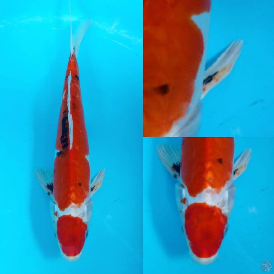 MARUTEN BENI KUMON MALE 32CM