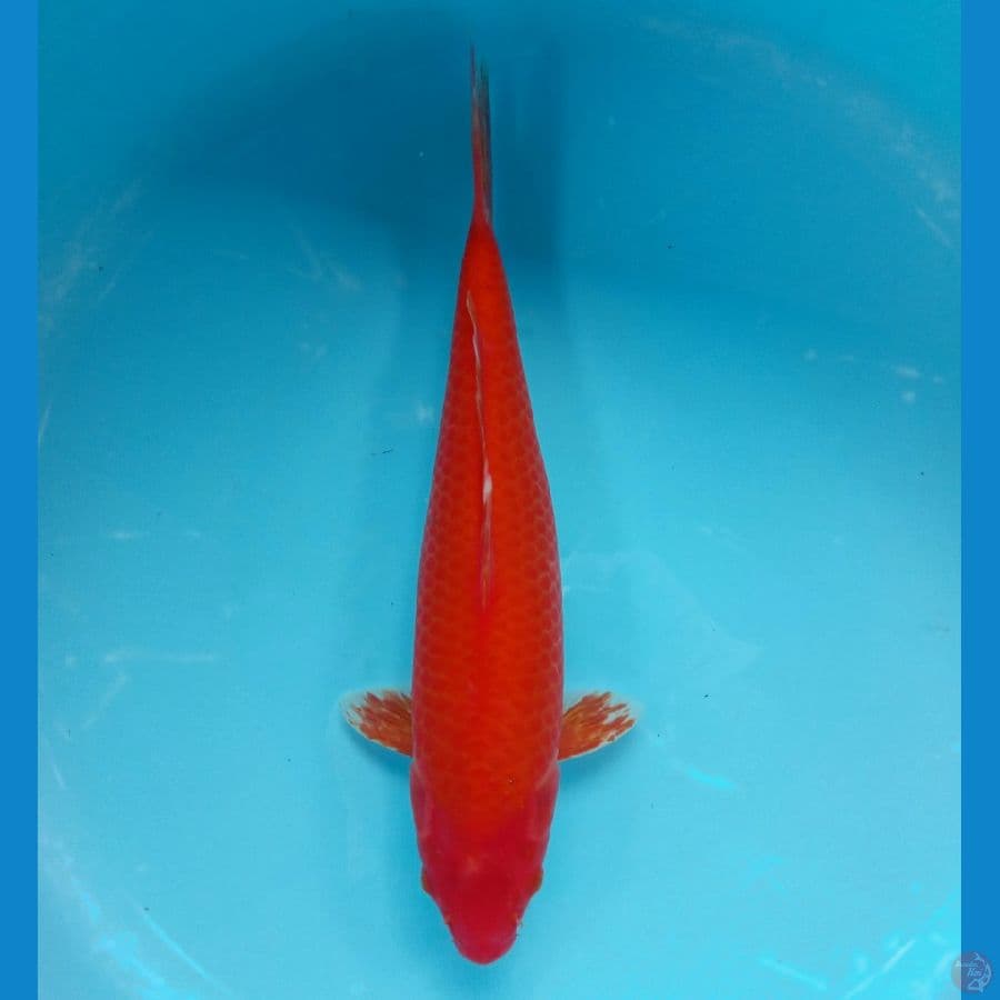 BENIGOI JARING MERAH 36CM/F
