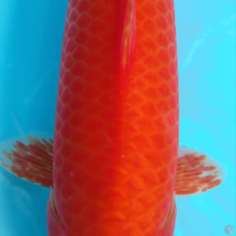 BENIGOI JARING MERAH 36CM/F