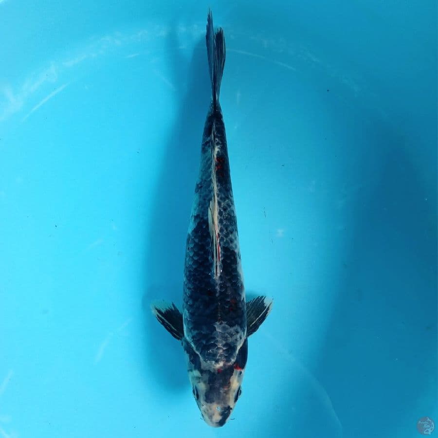 KAGE SHIRO MALE 35CM