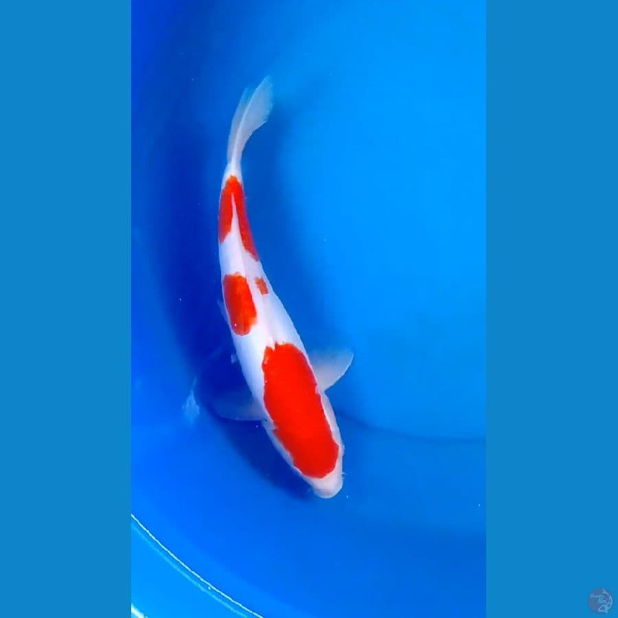 doit fl 34 cm