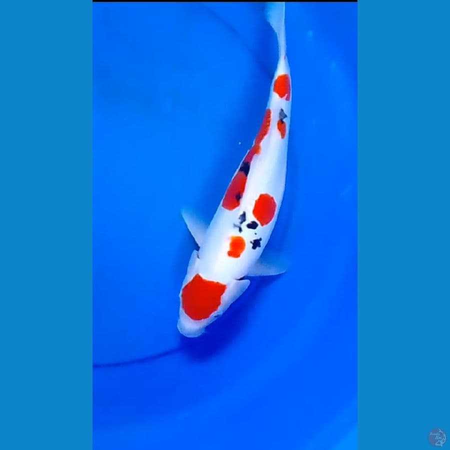 doit fl 35 cm