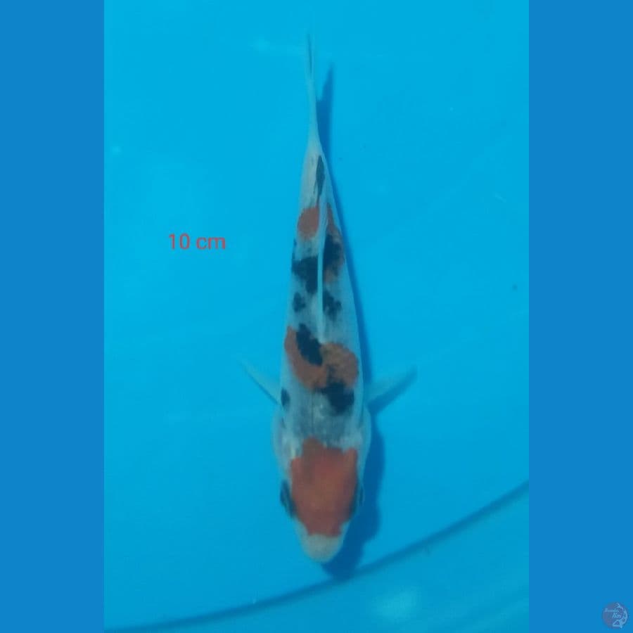 mini sanke 10 cm