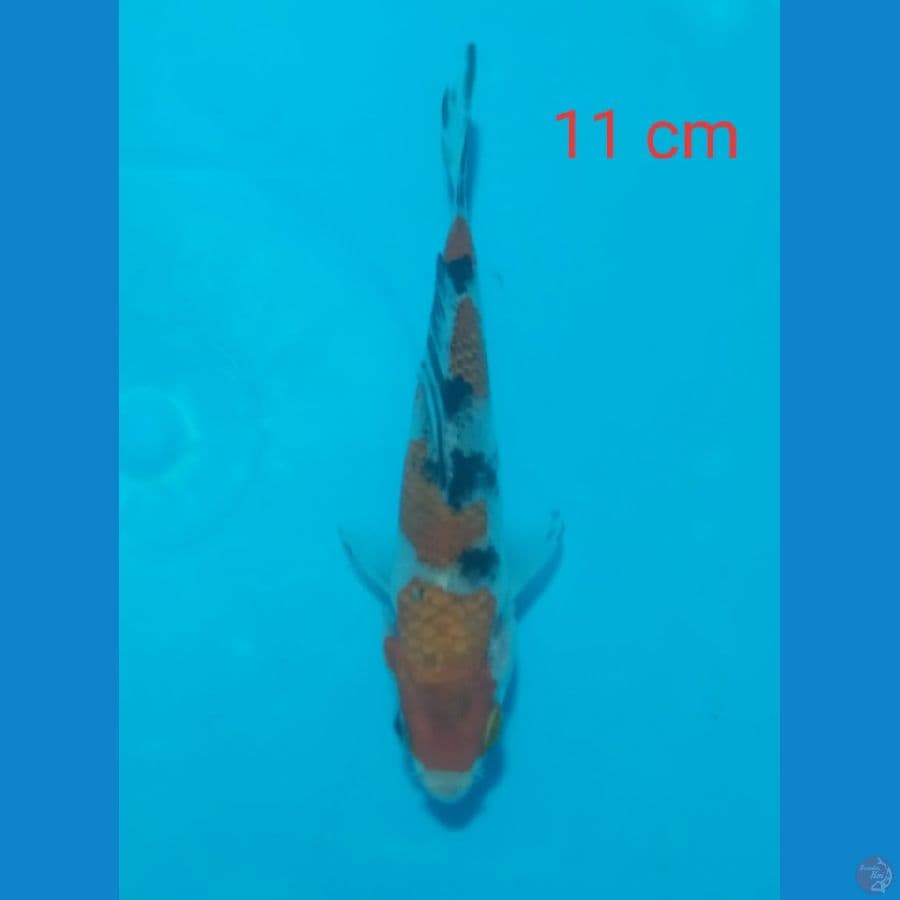 mini sanke 11 cm