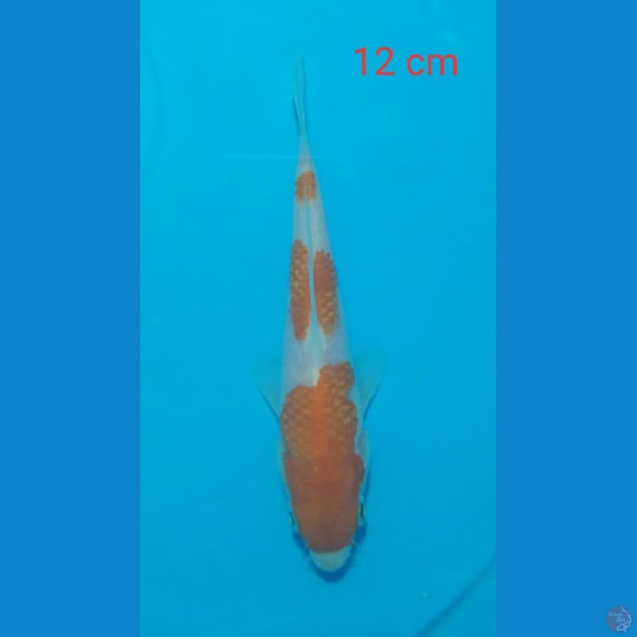 mini kohaku 12 cm