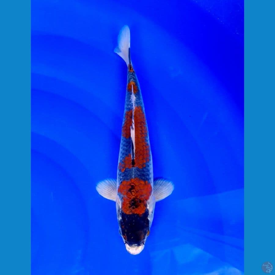 budo ghosiki 30cm jantan