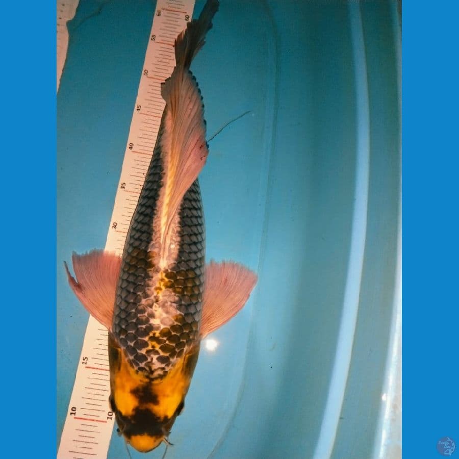 kabuto 50cm jan4an body tebal