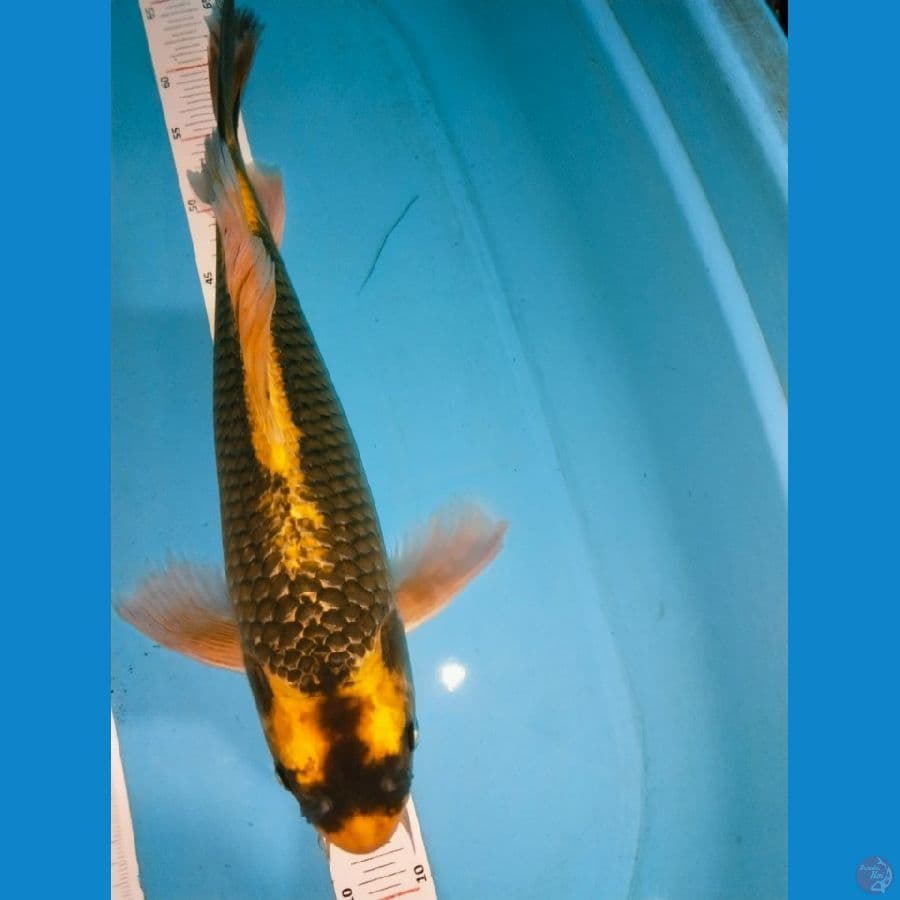 kubuta 50cm jantan