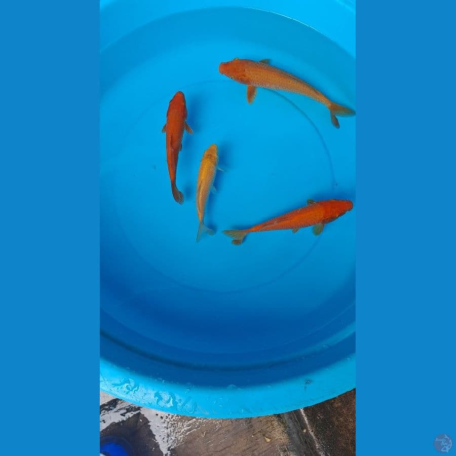 karamel