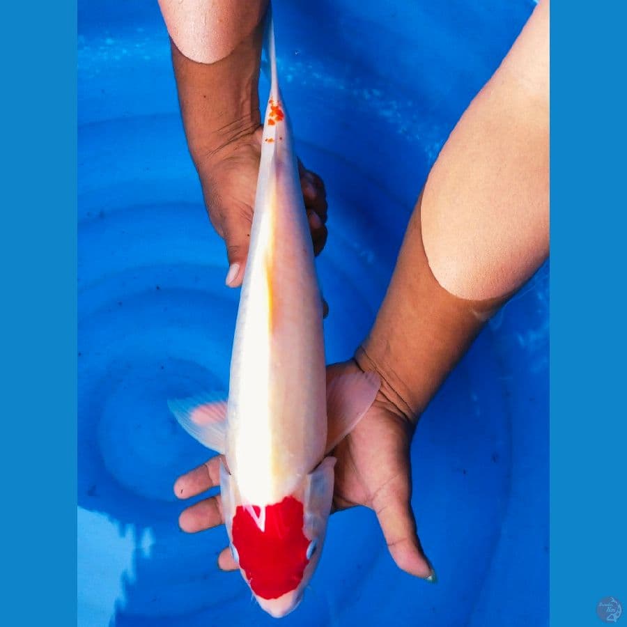 Tancho 46cm jantan