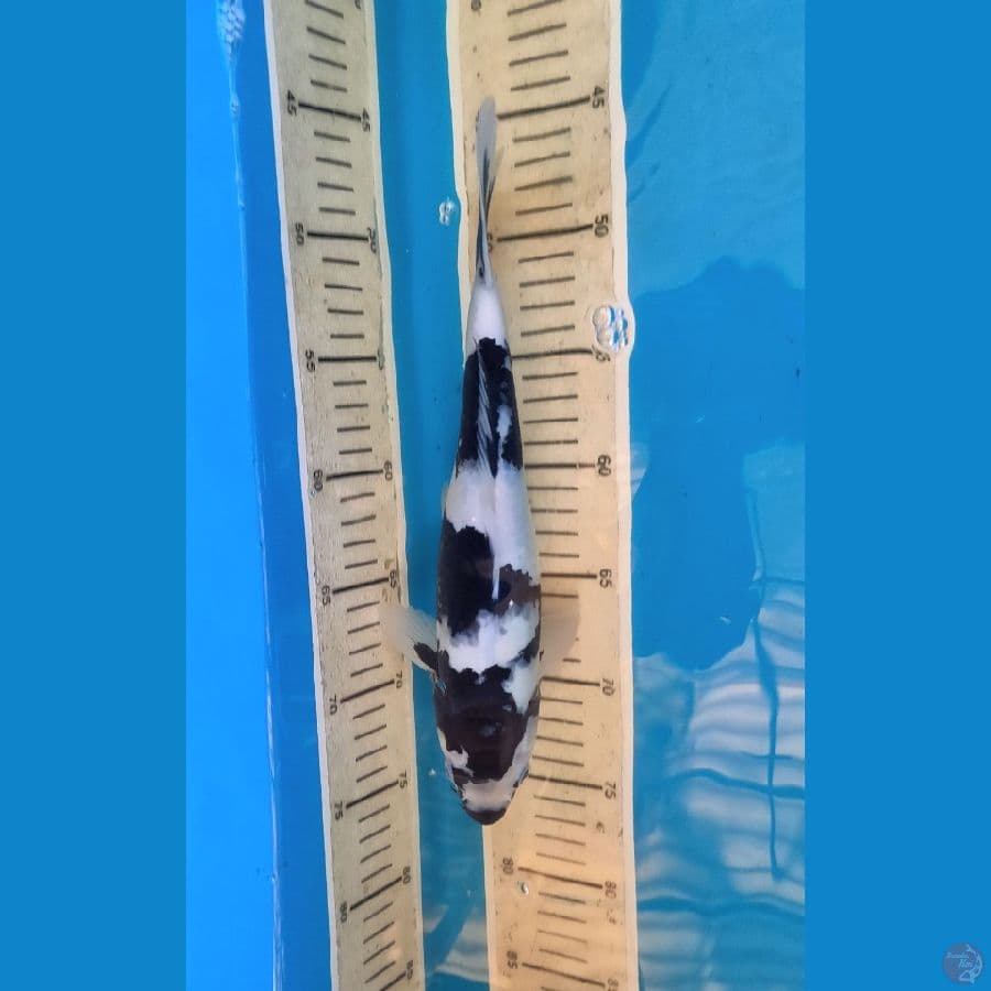 shiro 30cm (motogoro imbang)