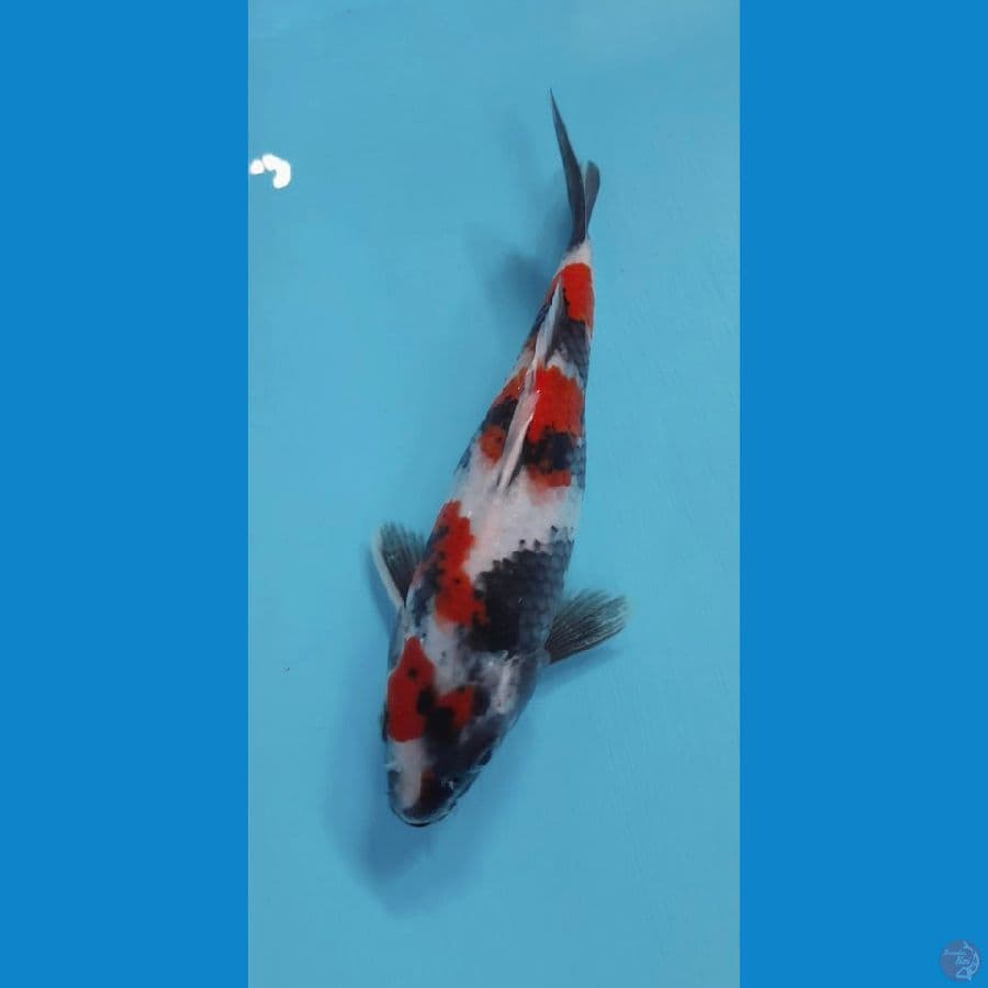 kindai showa 17cm