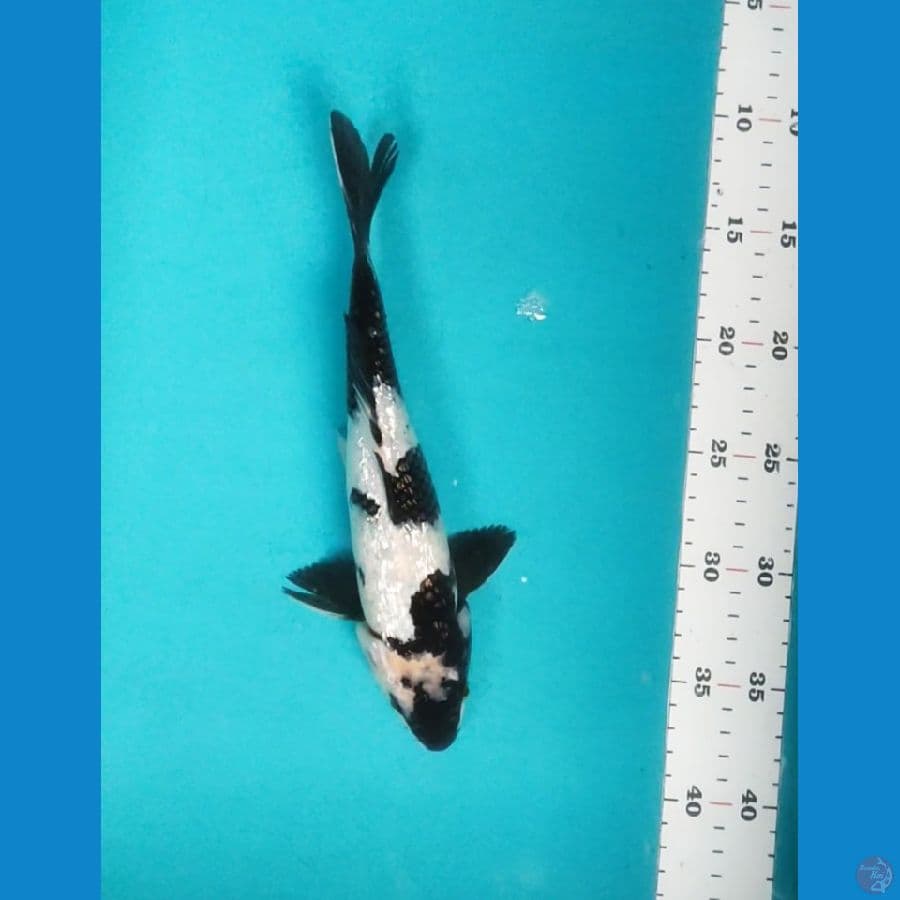SHIRO GINRIN 26CM MALE