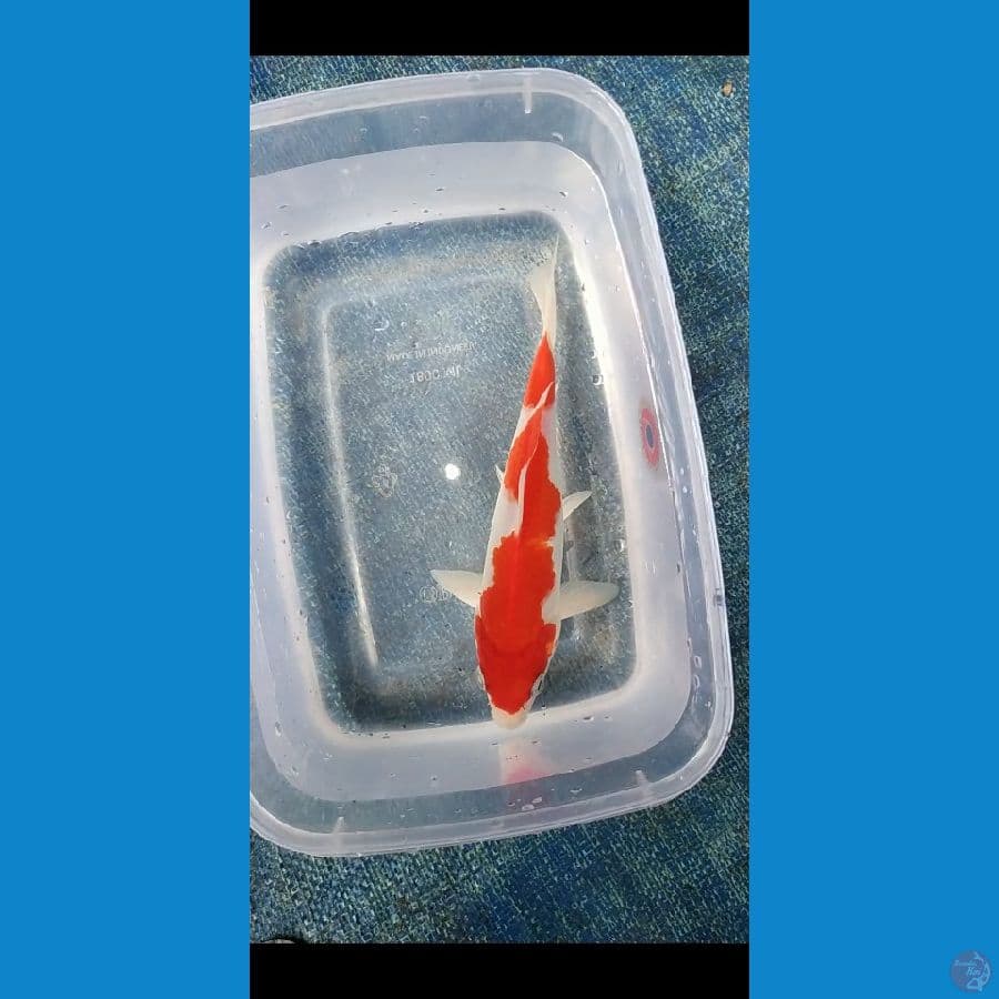 KOHAKU 20 CM