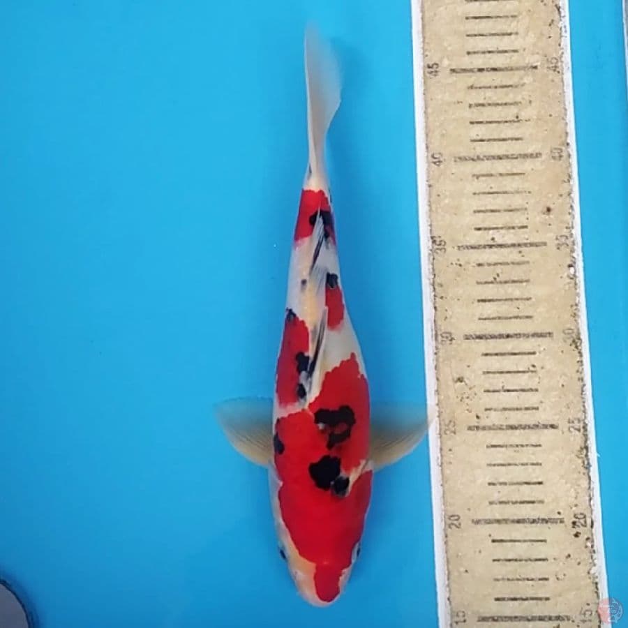 Short body & Strong Color ~31 M
