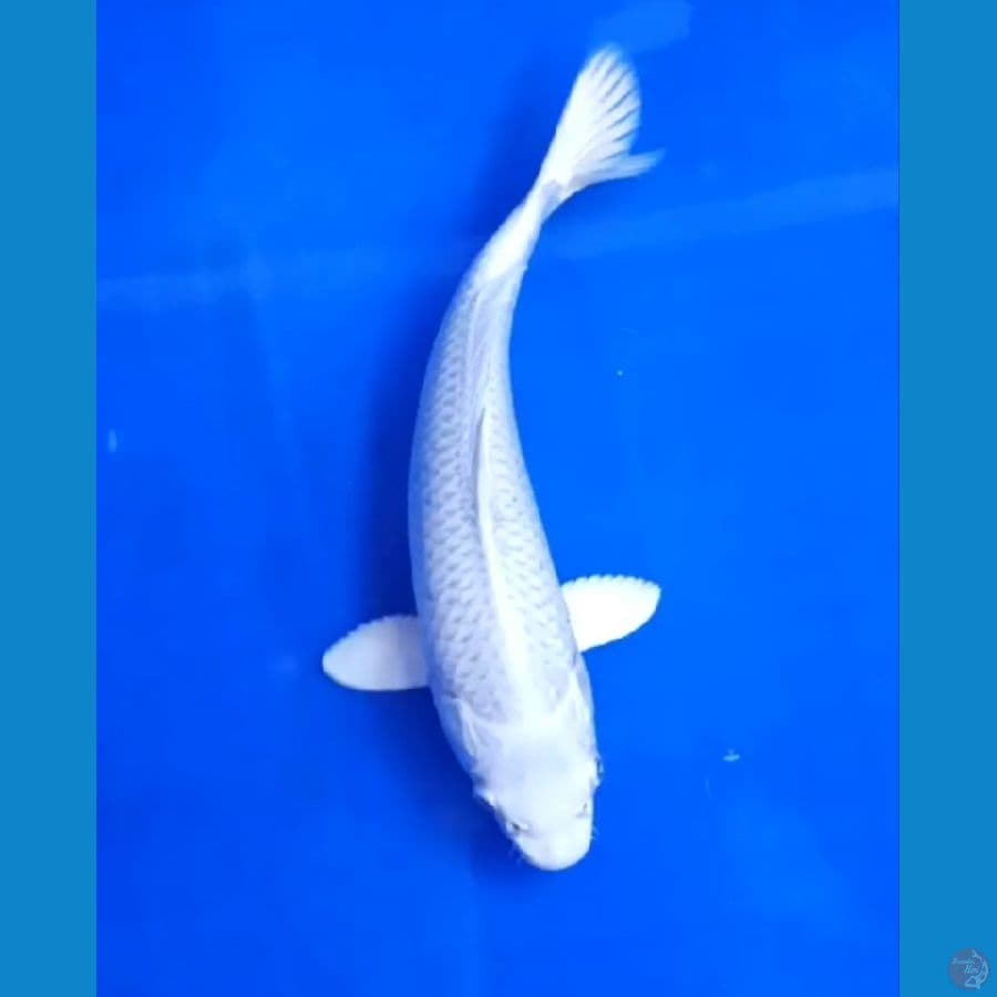 ( 24CM ) PLATINUM - FEMALE