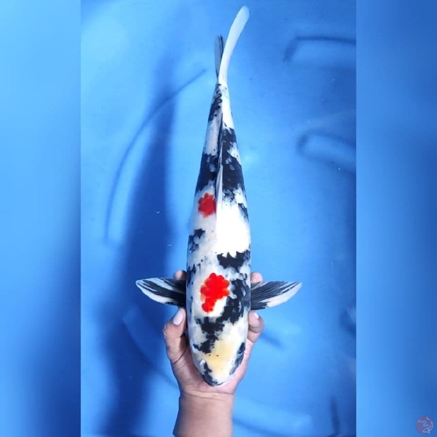 ( 47CM ) JUMBO BAHAN SHIRO - MALE