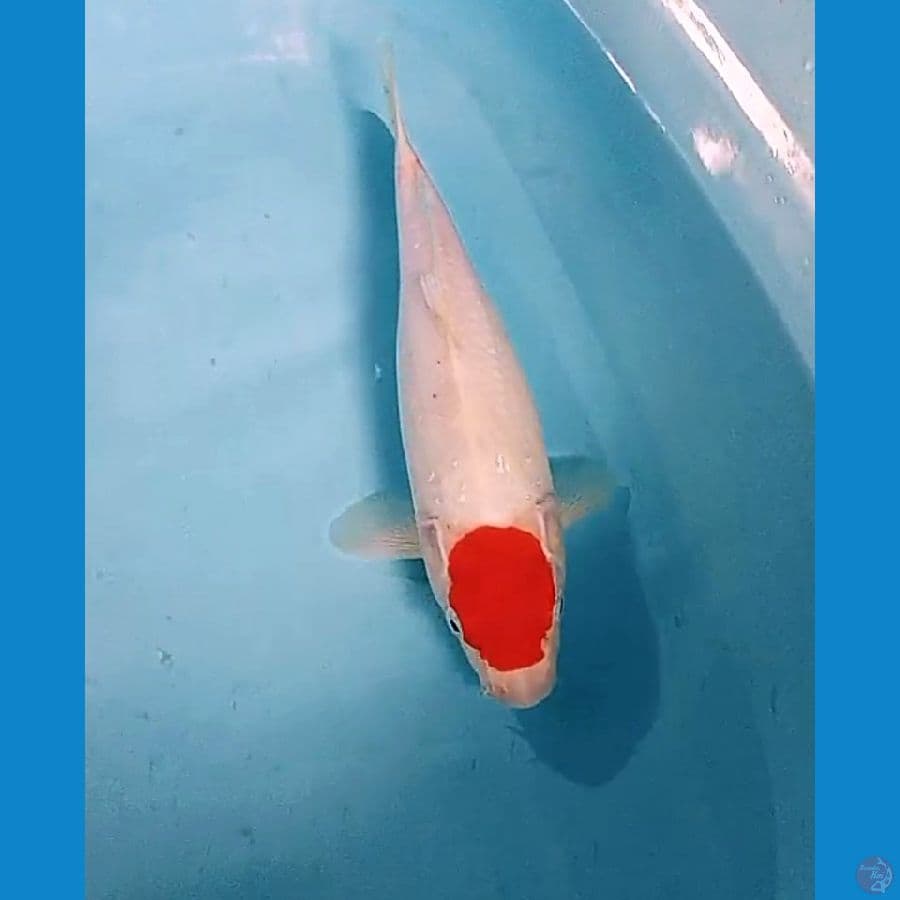 33cm tanco kohaku