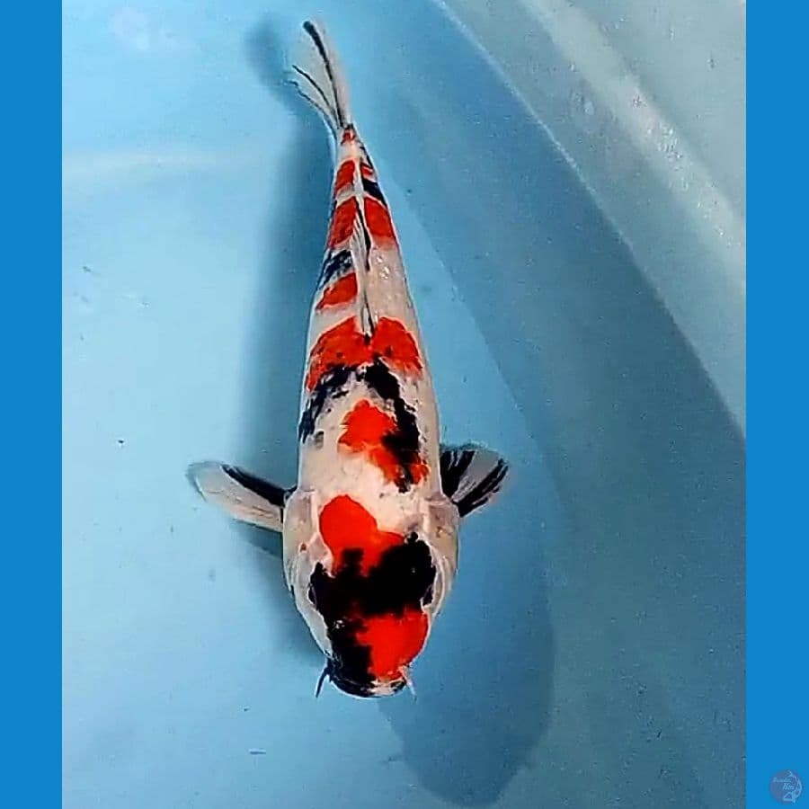 34 cm kinday showa ceplok