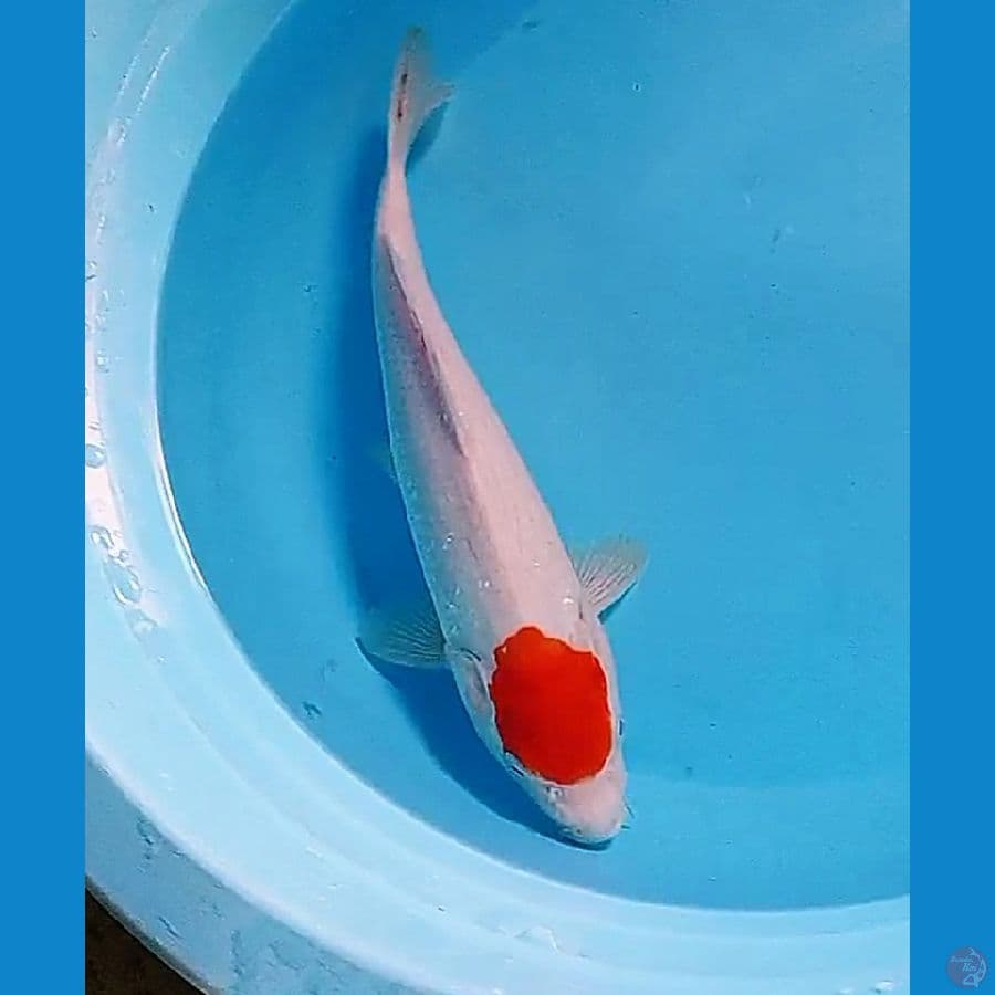 34 cm tanco kohaku