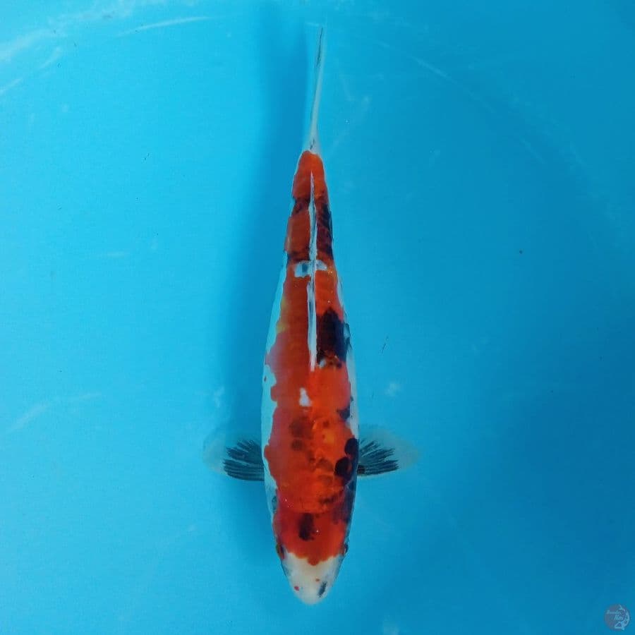 DOITSU SHOWA 30CM