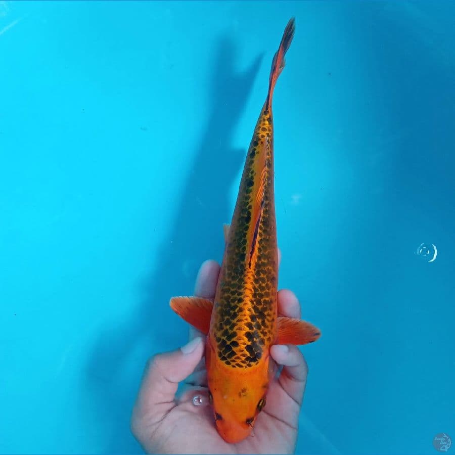 KIN MATSUBA 25CM