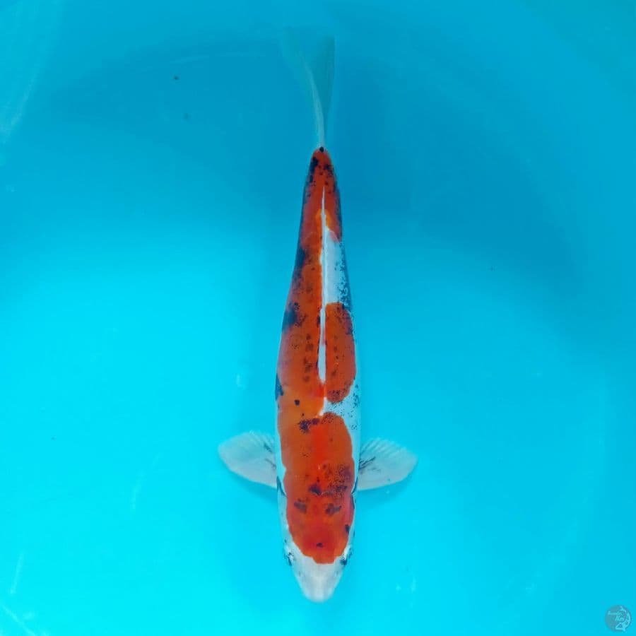BENI KUMON MALE 37CM