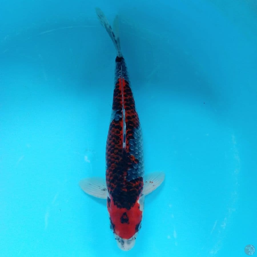 BENI GINGGA MALE 37CM