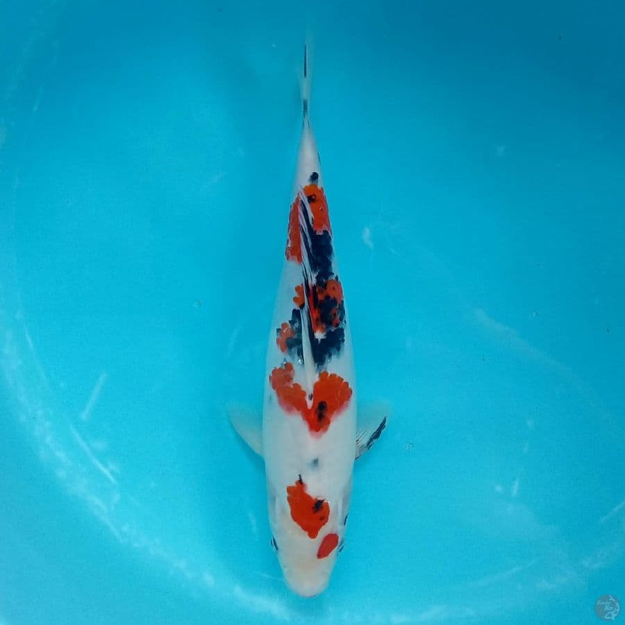 SANKE FEMALE 33CM
