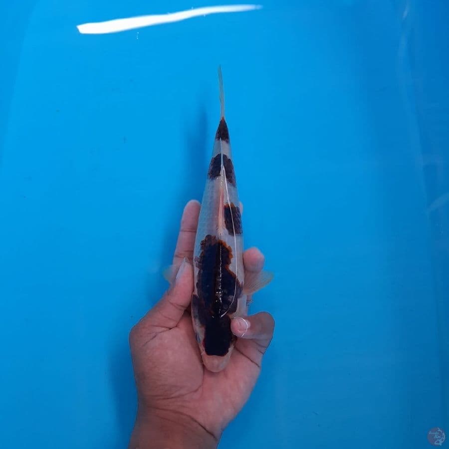 Budo Goromo F23cm